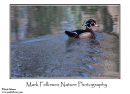 Wood duck Aix sponsa